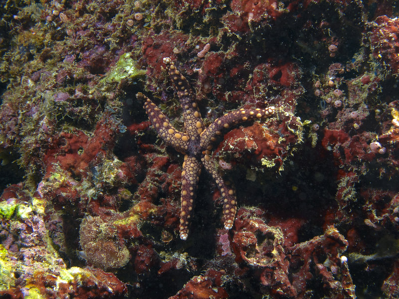 Starfish, Coral Garden